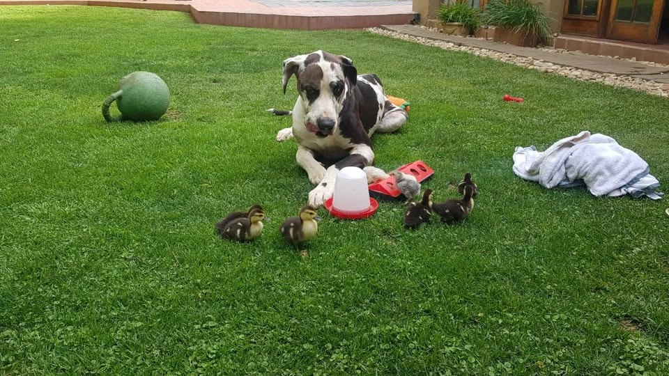 animals