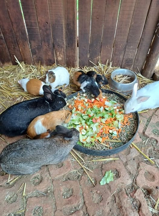 animals